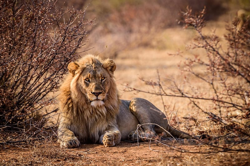 Lion in the wild
